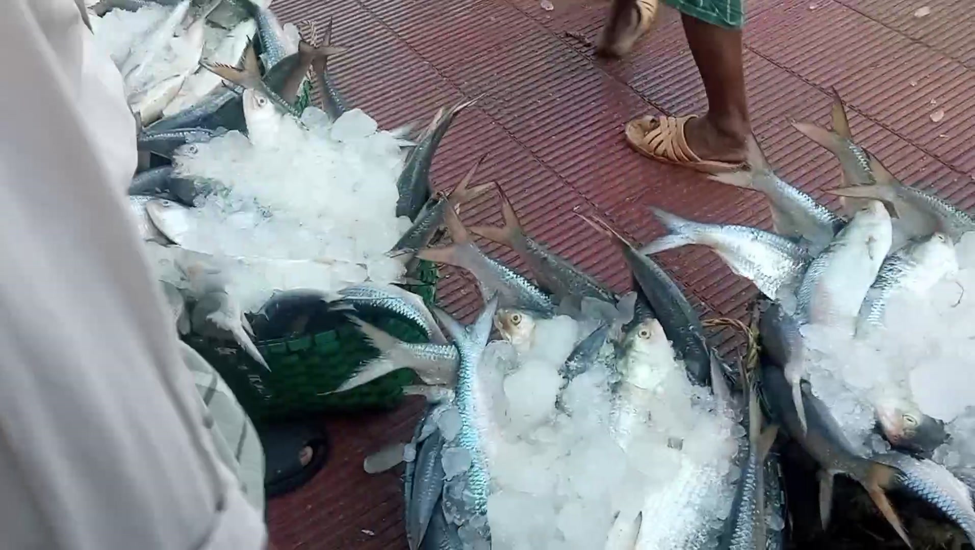 Sea-Fish Valley | Chittagong