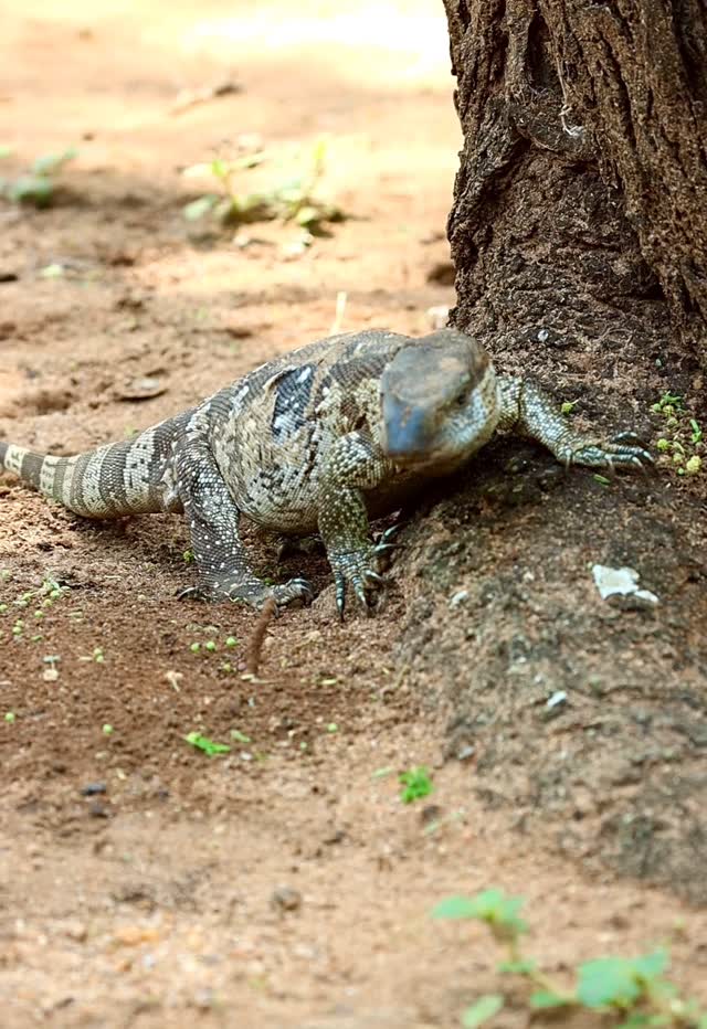The Nile monitor is one of the larger species of reptile lizzards that ...