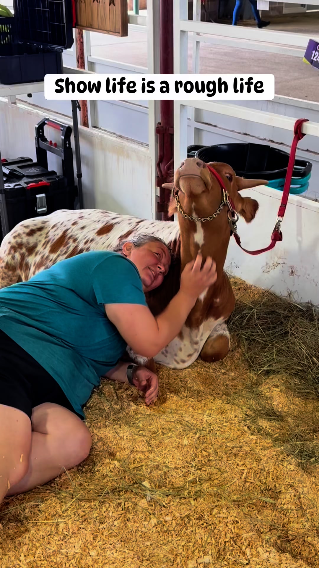Show life is a rough life! ♥️♥️Jane loves neck scratches…♥️♥️ # ...