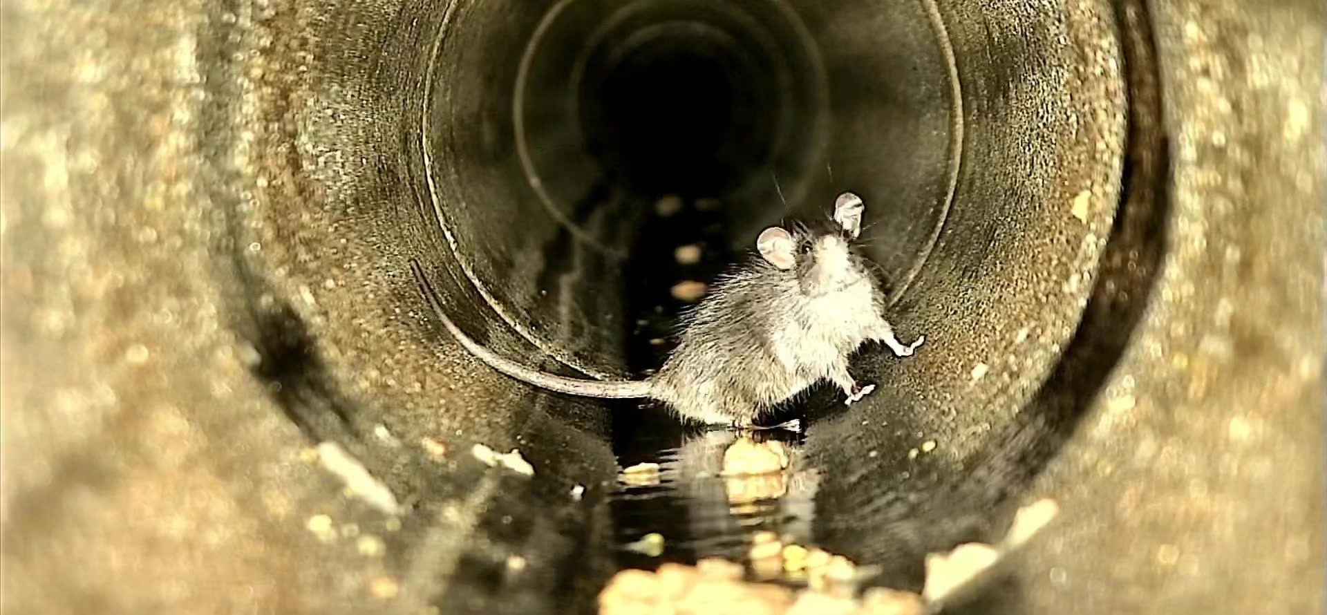 Rioolinspectie.nl | Sint-Oedenrode