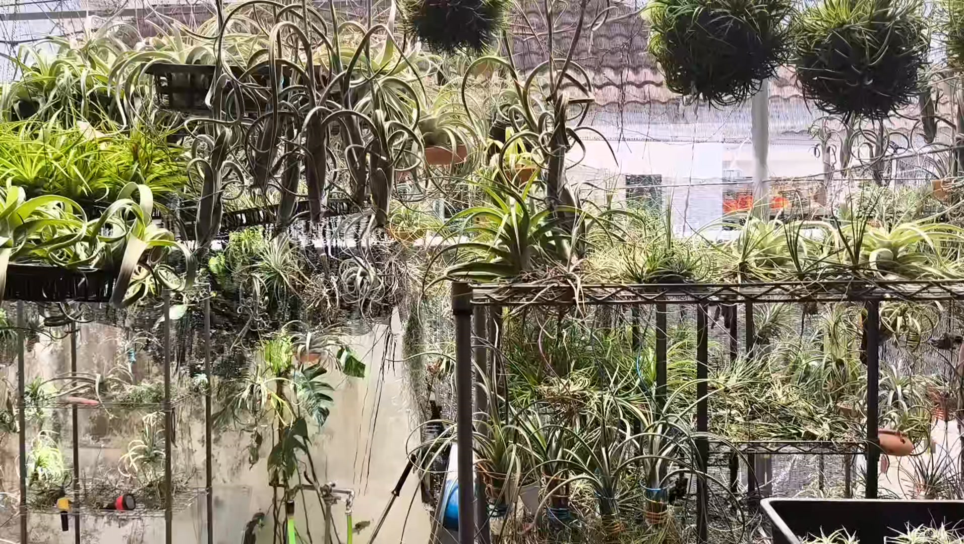 フラワー・ガーデニング tail monkey RFI Tillandsia ionantha