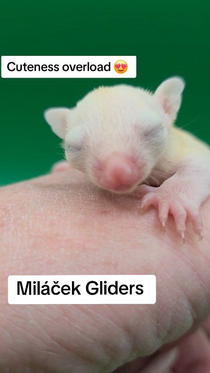 Will she be a Leucistic or Ruby leu? Black eyes or ruby eyes? I wanna ...