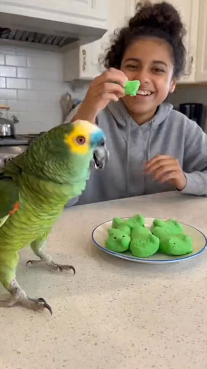 Photo inspiration: Picture Idea: Parrot Screaming For Its Family Peeps Wildcamstv Caughtoncamera