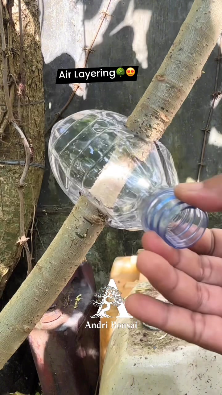 A simple air layering technique using used bottle containers🌳 # ...
