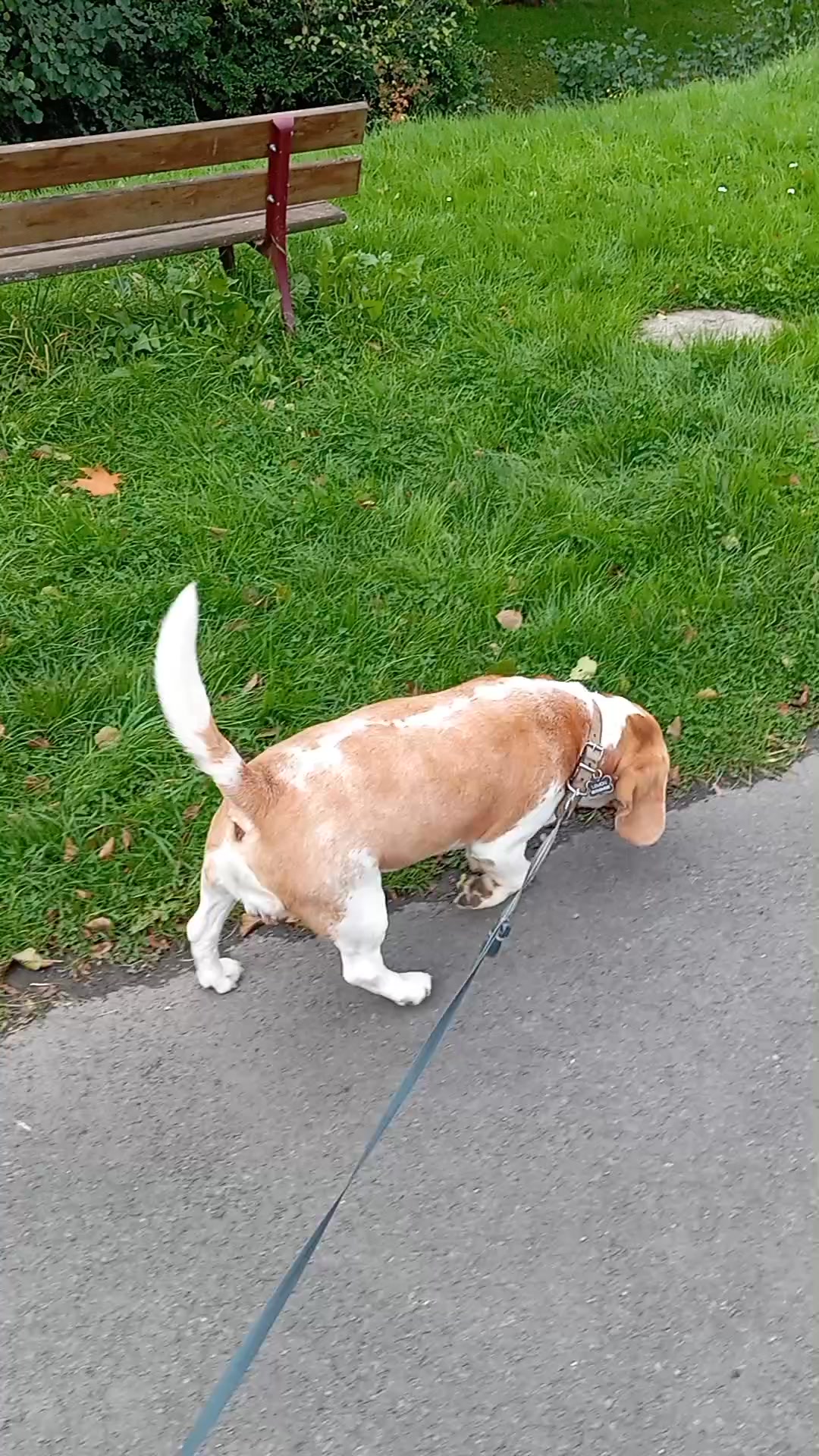 Je retrouve mon Lemon pour sa balade d'une heure ! 🐾🐕🩵🩵 | Pet nounou ...