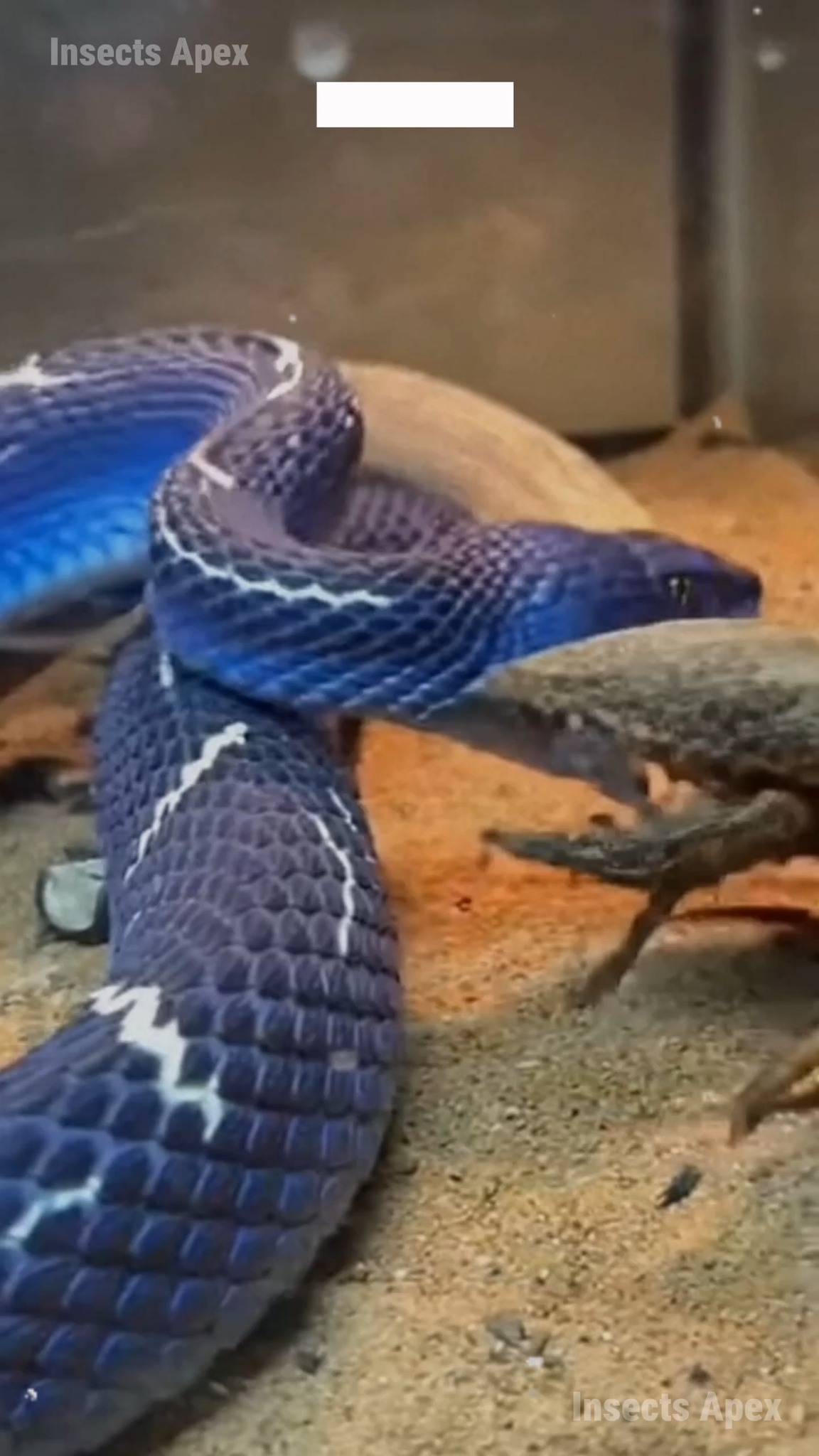 Insects Apex - The Granite-Earth Scorpion’s armor was... | Facebook