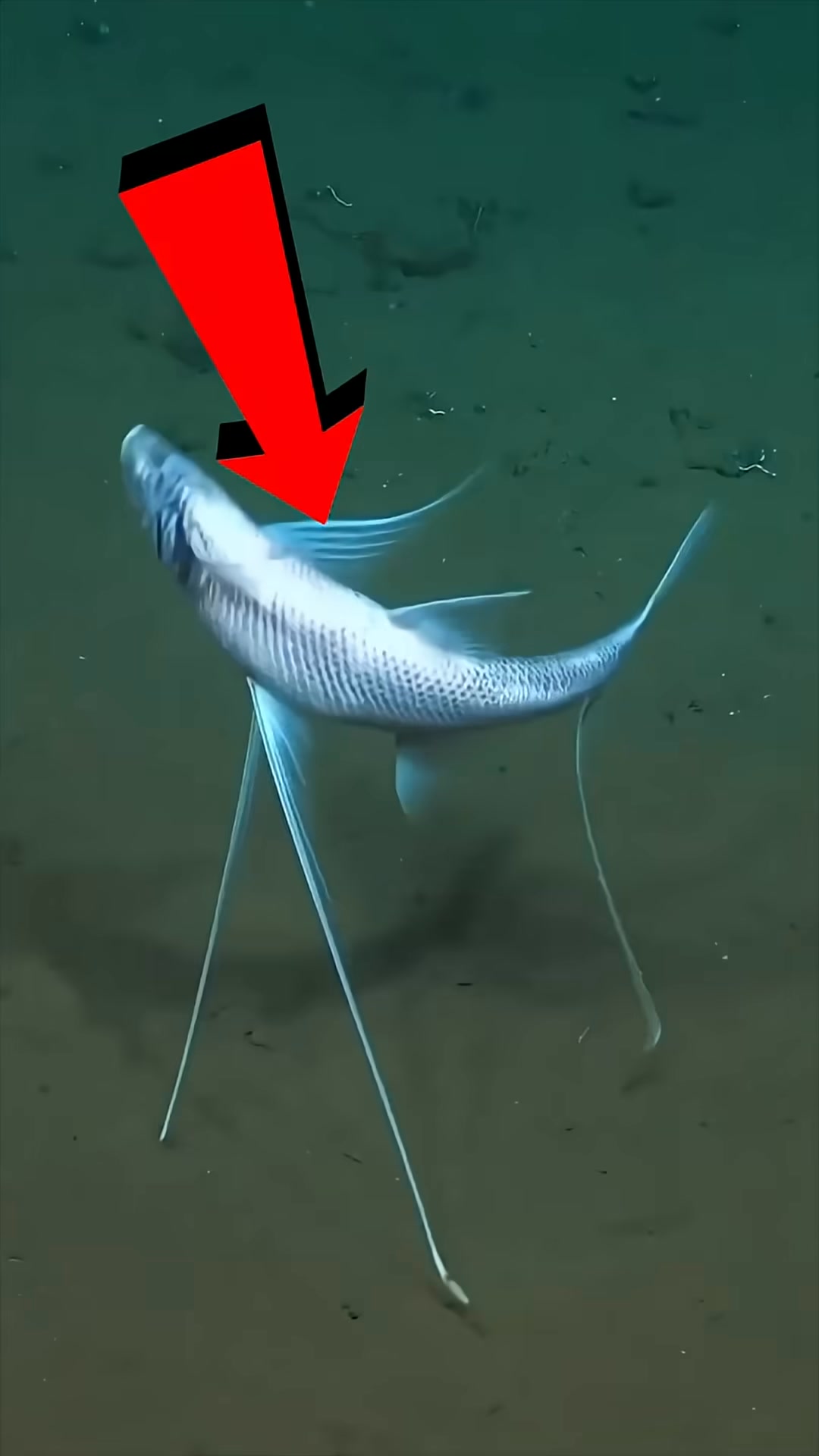 What is the reason for this fish having legs? #usareels #facts #reel # ...