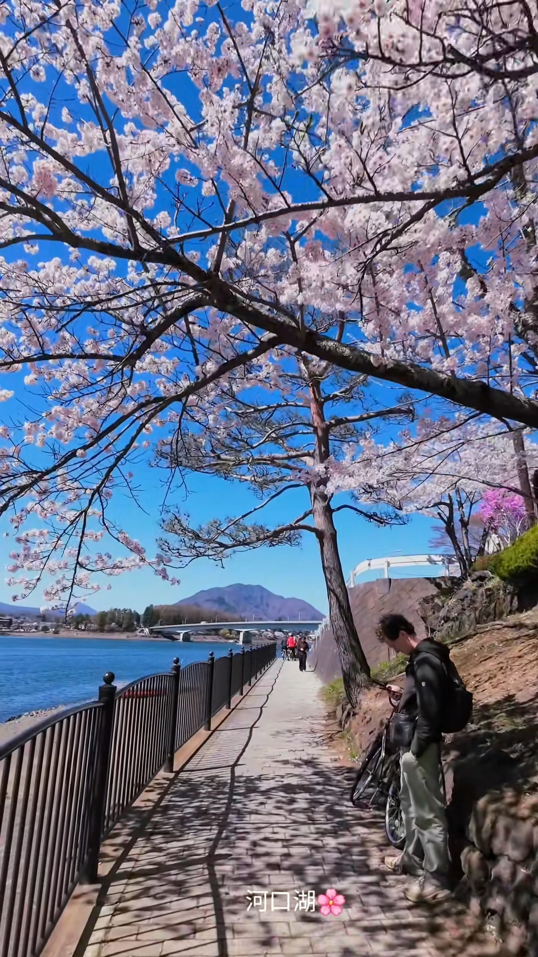 まるで絵のような富士山と桜 | Tiếng Nhật 21 Ngày | Facebook