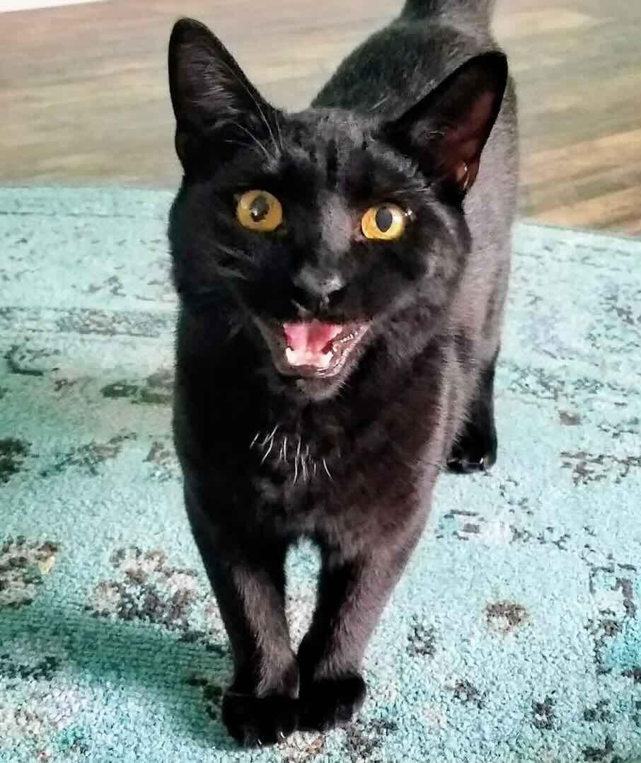 Find out more here 👉 https://welovecatsandkittens.com/cat-stories ...