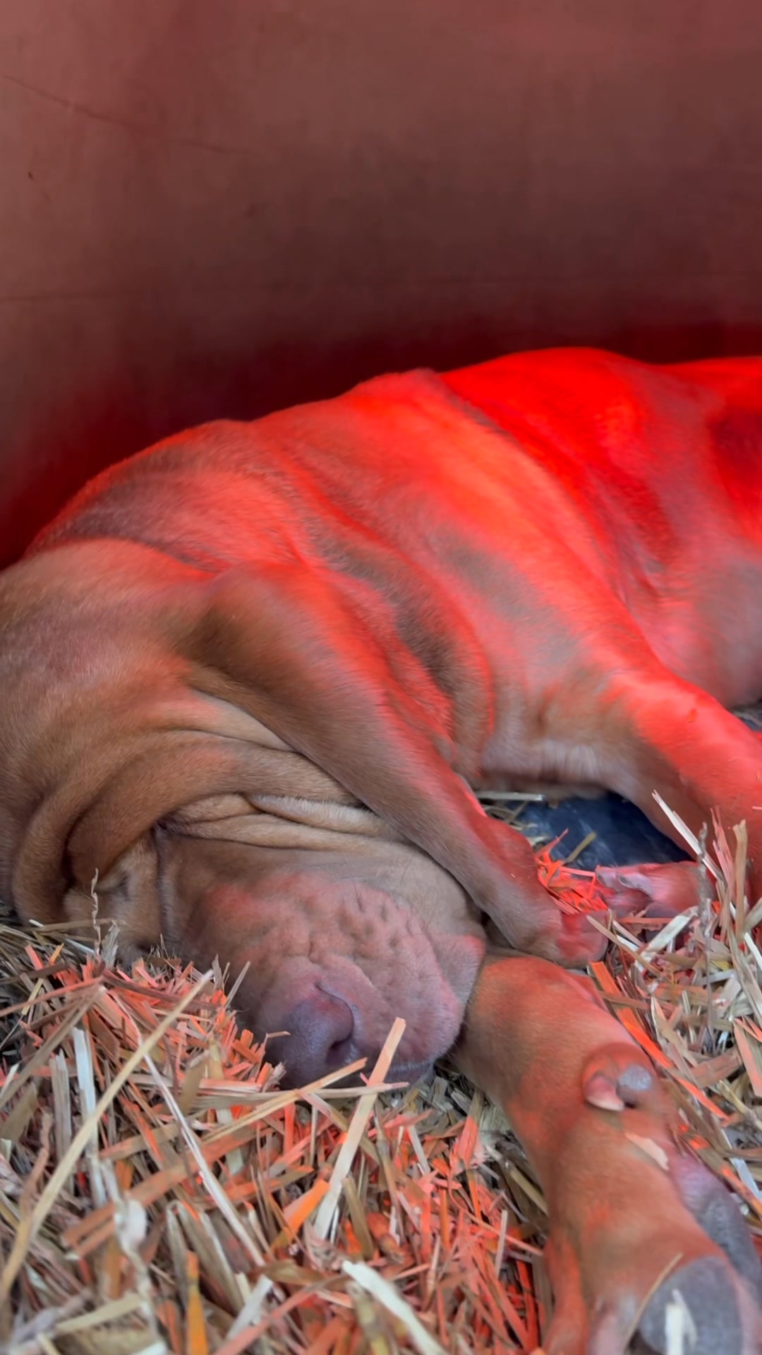 Bloodhound freshly baked and golden brown is ready for her forever home ...