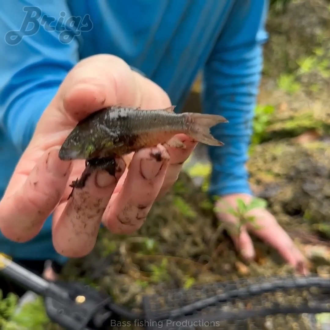 I Found an Abandoned Aquarium Fish Left to DIE! #fishpond #fishtrap # ...