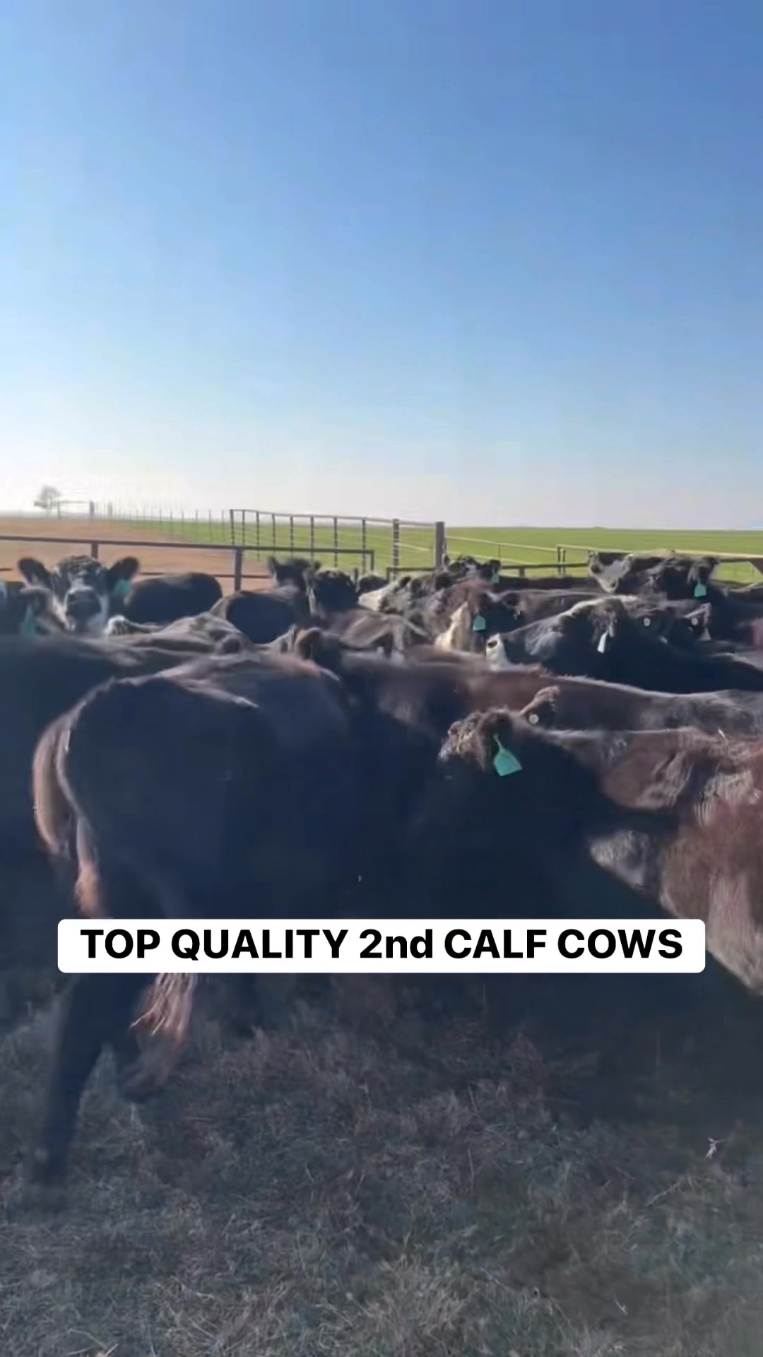 TOP QUALITY 2nd CALF COWS We will be offering this outstanding set of ...
