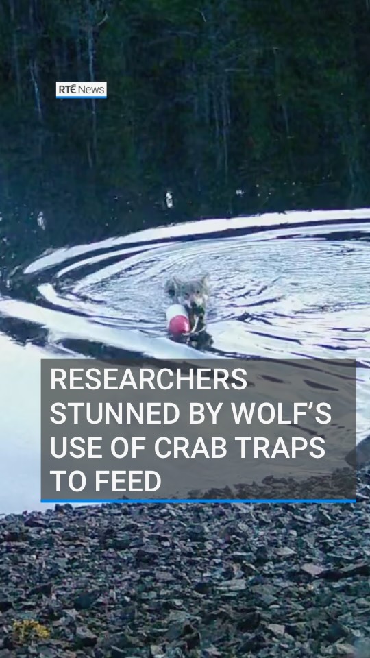 Researchers in western Canada have recorded a wolf completing multiple ...
