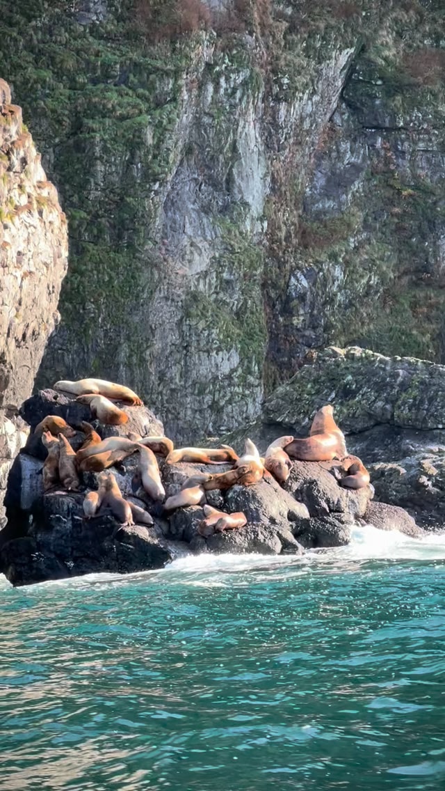 Steller sea lions enjoying the sunny day on their winter haul out rock ...