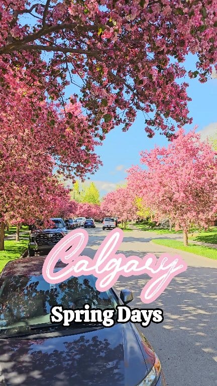 Calgary Street in Spring Days 🌸 . Spring Blossoms 🌸 Japanese ...