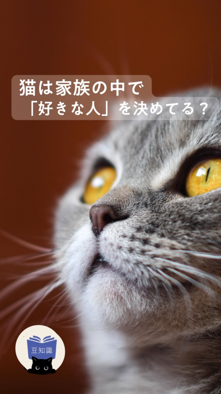 猫壱（ねこいち・ネコイチ） (@necoichi.co.jp) • Facebook