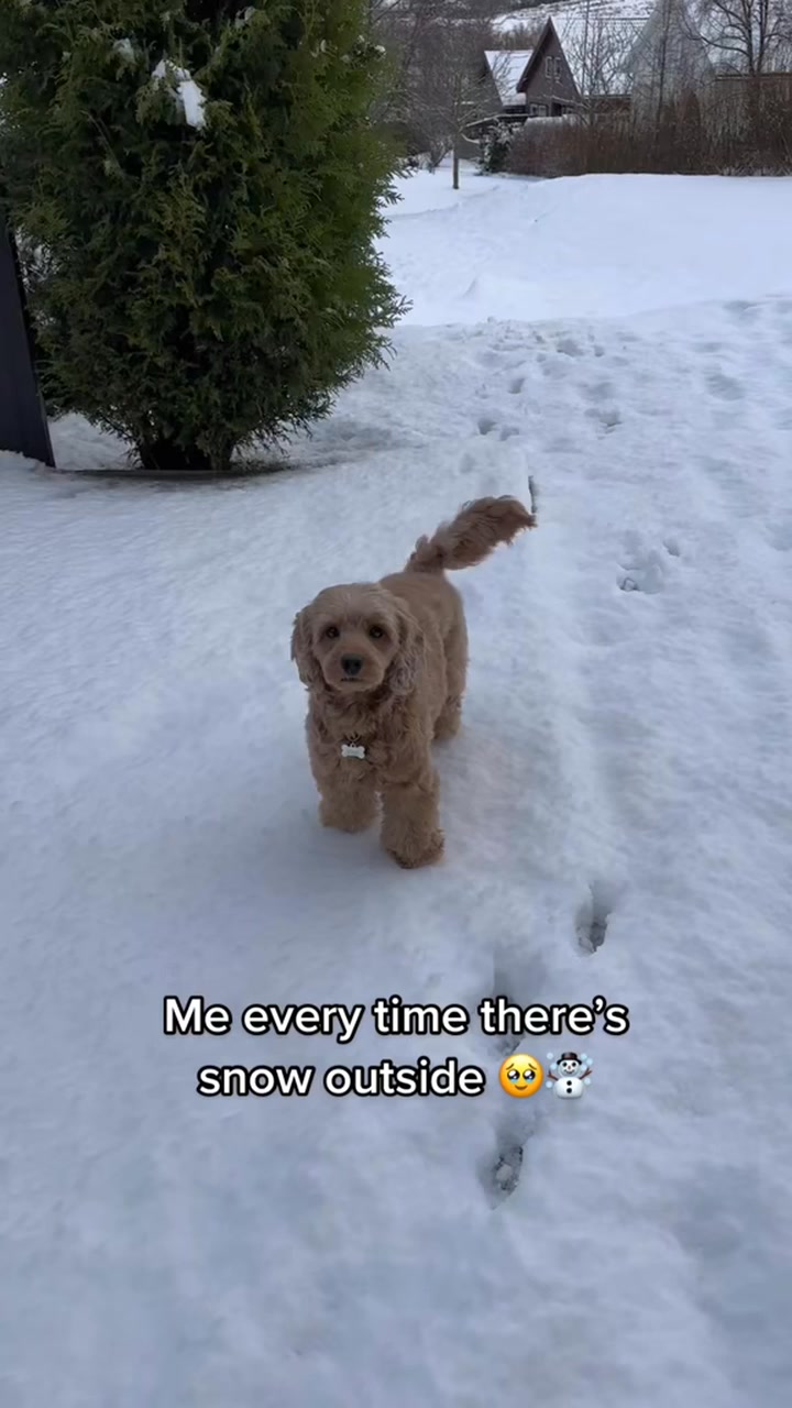 🥹☃️ #cockapoo #dog | viljacockapoo | Facebook