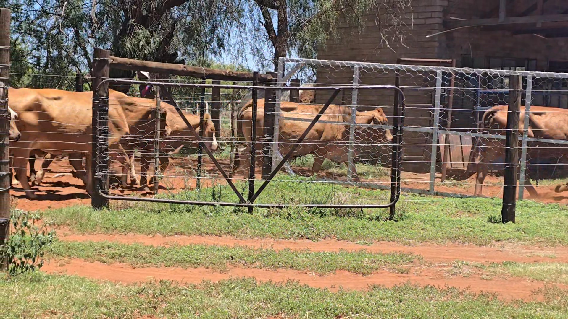 First AI of 2026 done and dusted. Cows with small calves! Bulls used ...