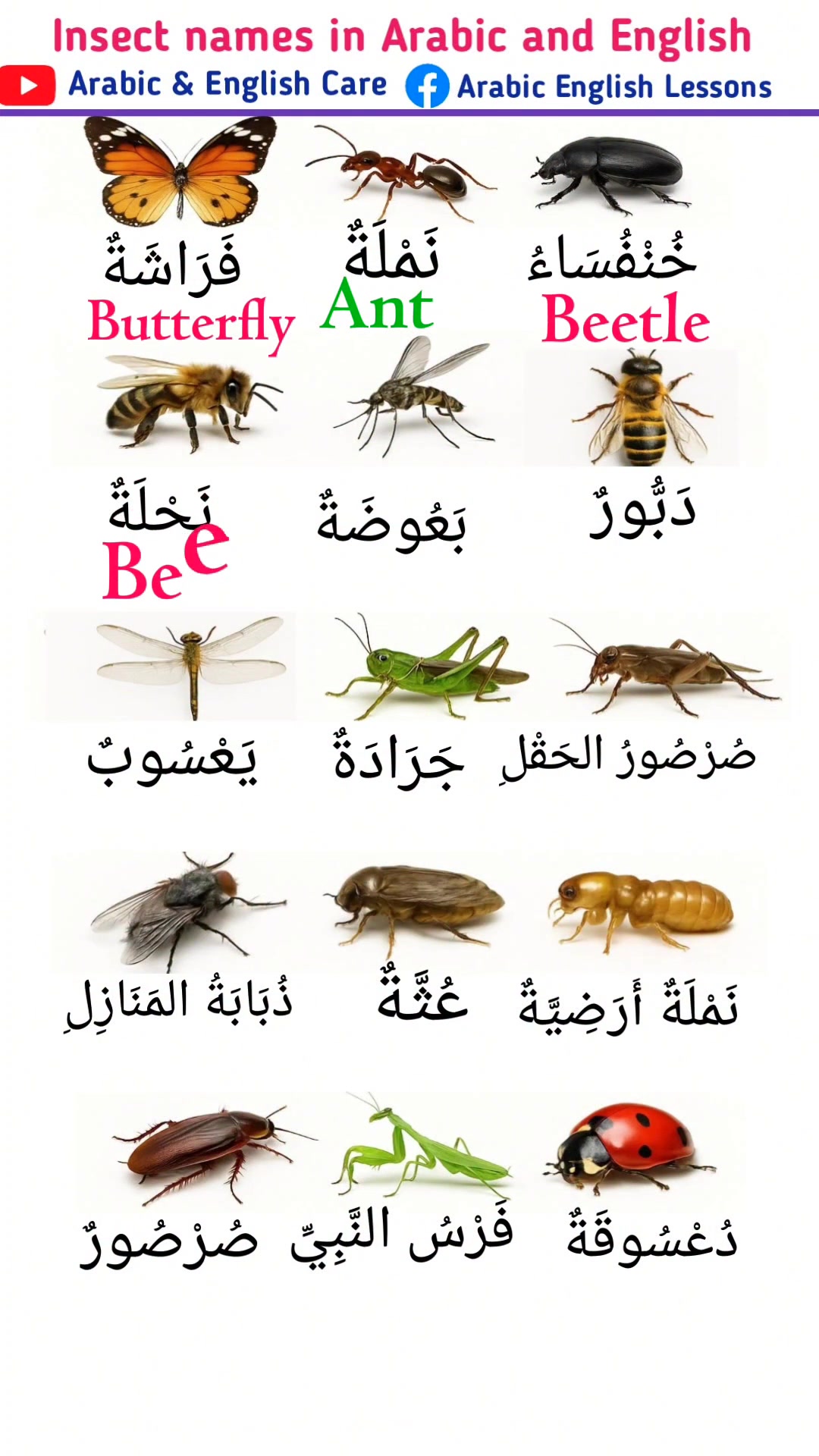Learn Insect names in Arabic and English #learnvocalary #onlinearabic ...