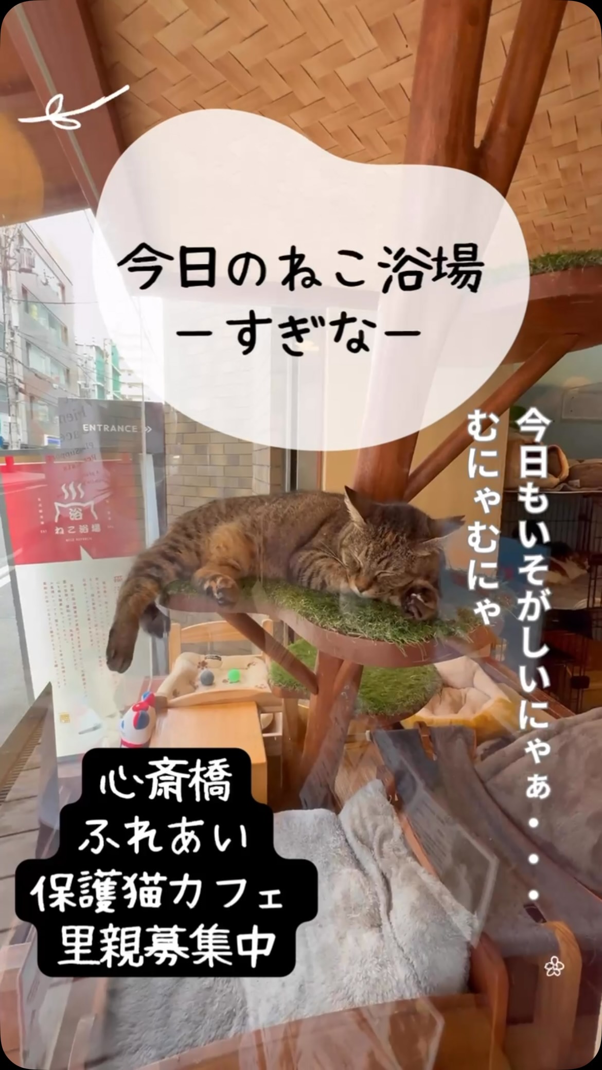 ⭐️1 Csforest ❣️大阪市引き取り限定❣️ ねこ浴場 保護猫カフェ Neco Republic OSAKA shinsaibashi（ネコリ