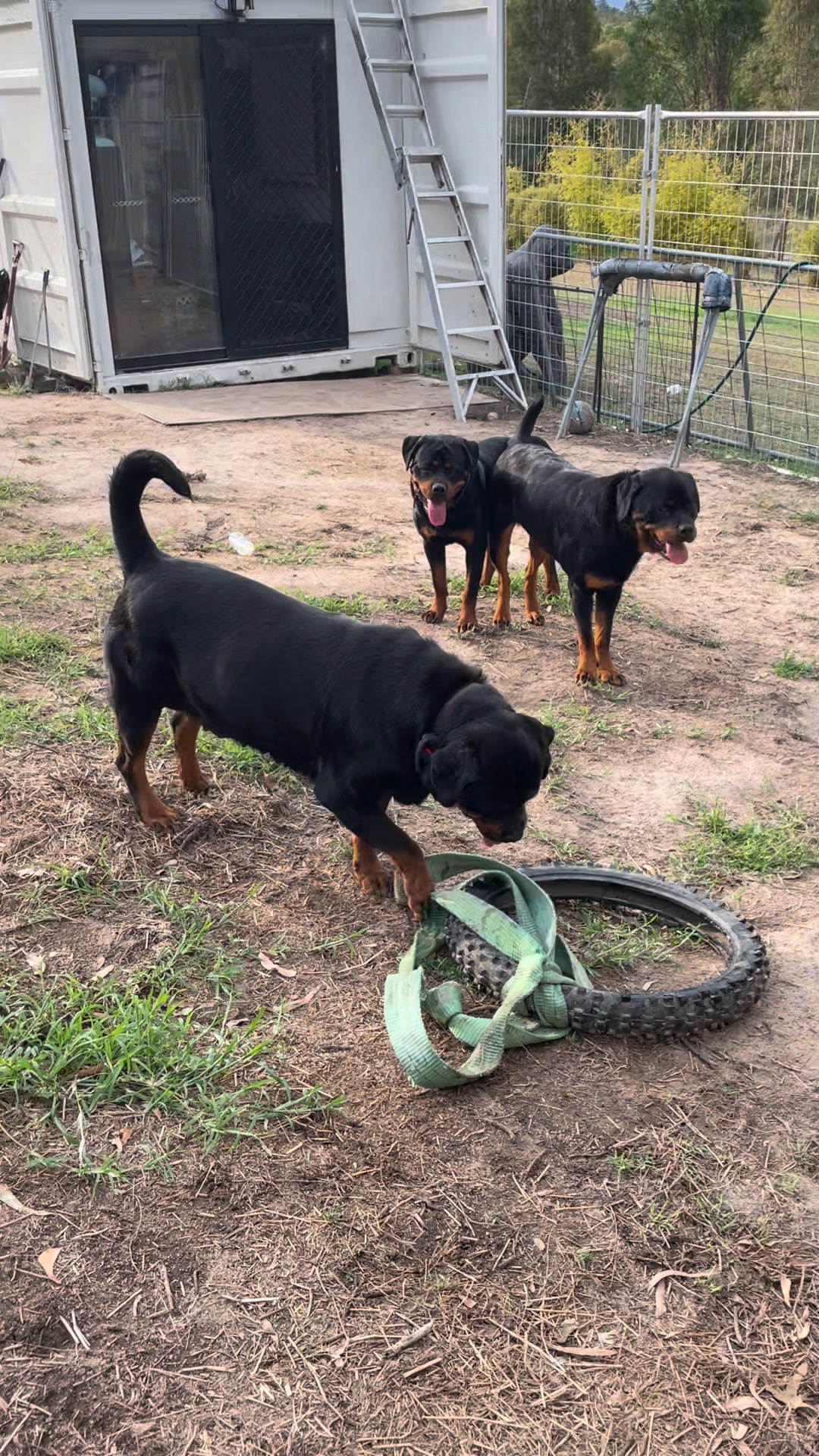 Growler Rottweilers on Reels