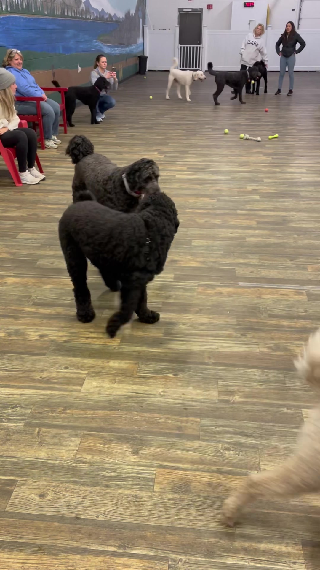 Jb S Indoor Dog Park
