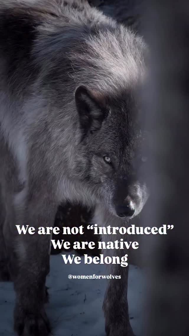 Wolves are not “new” to America.... - Women for Wolves | Facebook