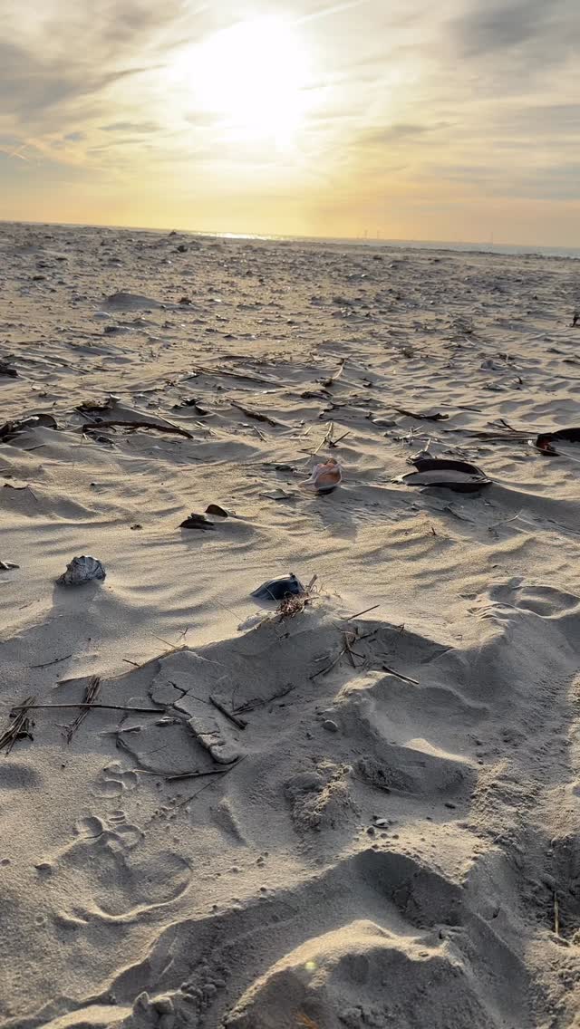 Whelk shell hunting - Assateague Island Va OSV 11/7/25 . #shell # ...