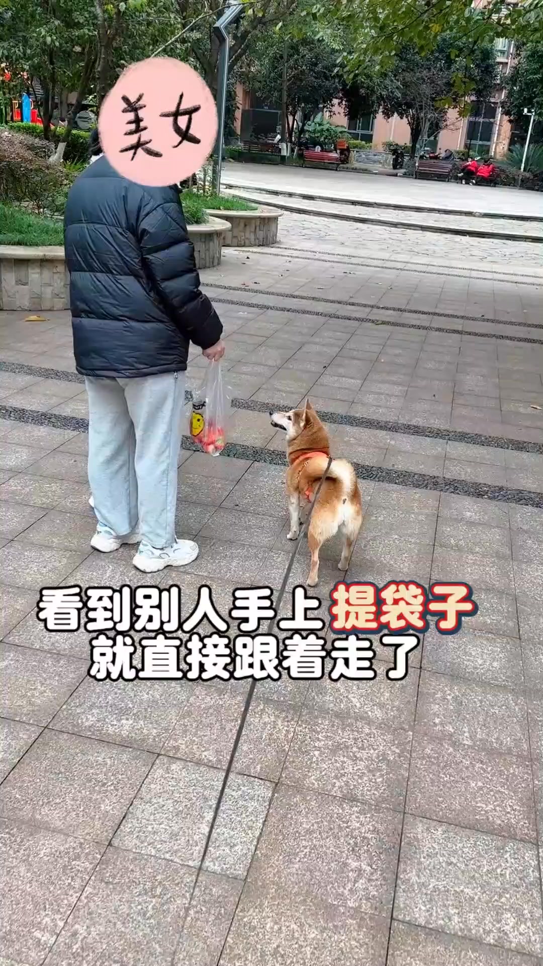 不要脸的狗先享受世界 #柴犬 #萌宠日常记录 #柴柴日常 | 柴柴小八嘎 | Facebook