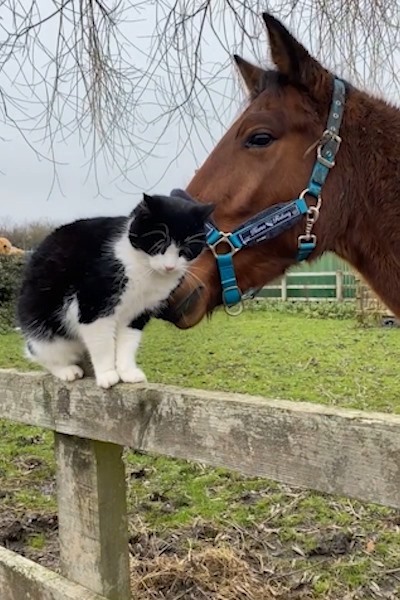 Horse and cat have formed an unlikely friendship that is sure to