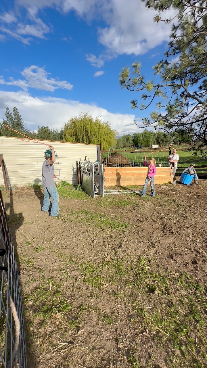 Goat 🐐 roping arena ? We got you covered 😂 #Goats #goatroping # ...