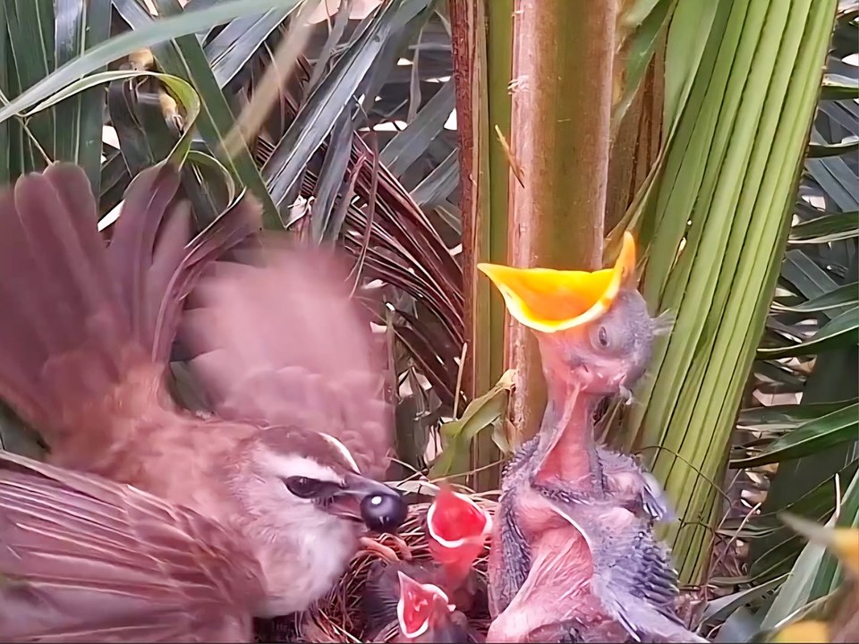 Full video - Day 3 Java Sparrow vs. Java Starling | Iyhal Habiba | Facebook