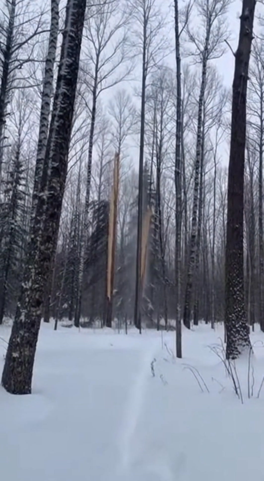 Its so cold in Canada right now that the trees are exploding 🤯 While ...