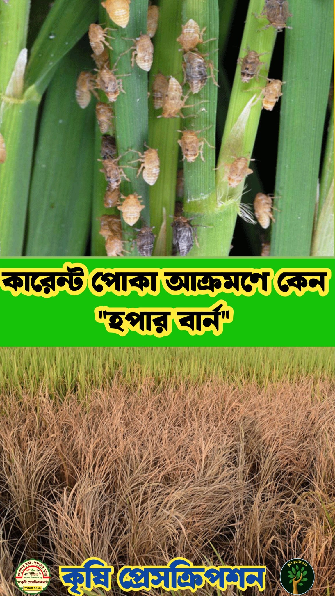 কারেন্ট পোকার আক্রমণে কেন “হপার বার্ন” লক্ষণ তৈরি হয়? #reel #কৃষি #