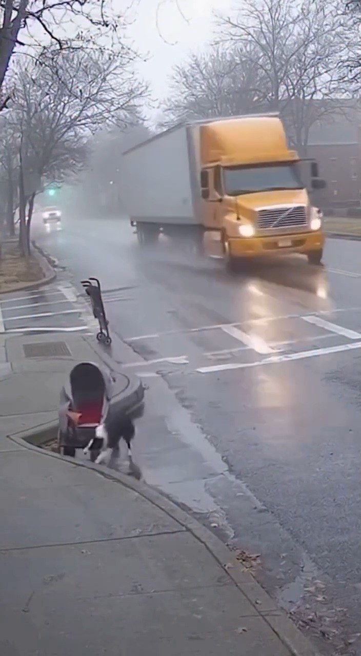 On January 31, 2026, in Portland, Oregon, a dog was hailed as a hero ...