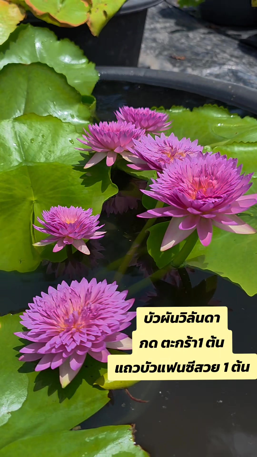 ทักข้อความได้เลย รับบัวแฟนซีสวยๆฟ รีๆ1 ต้น บัววิลันดา 1 ต้น 399 // 10 ...