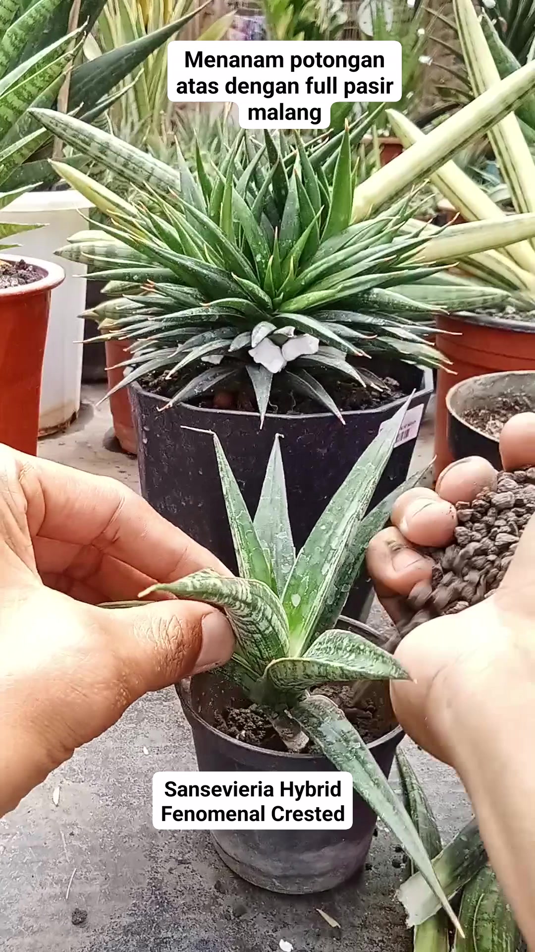 Planting the top cutting without roots using full sand. #sansevieria # ...
