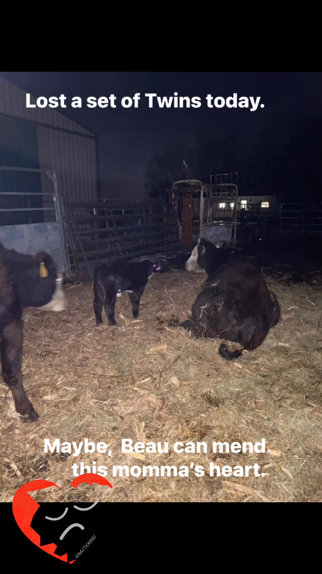 We were on a Run. 11 for 11 on calving. Our luck ran out today. Lost a ...