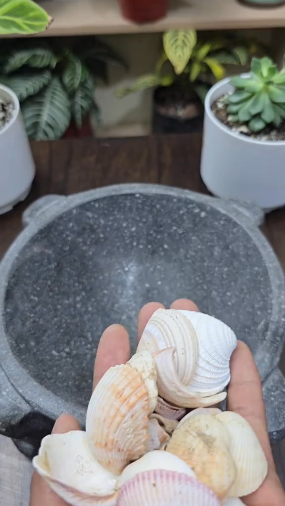 Learn how to turn seashells into a natural calcium solution that your ...