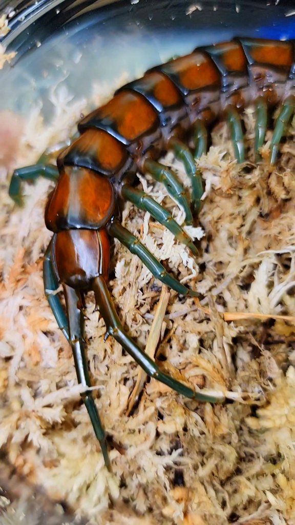 This is one good looking massive centipede. #venomman20 #animal