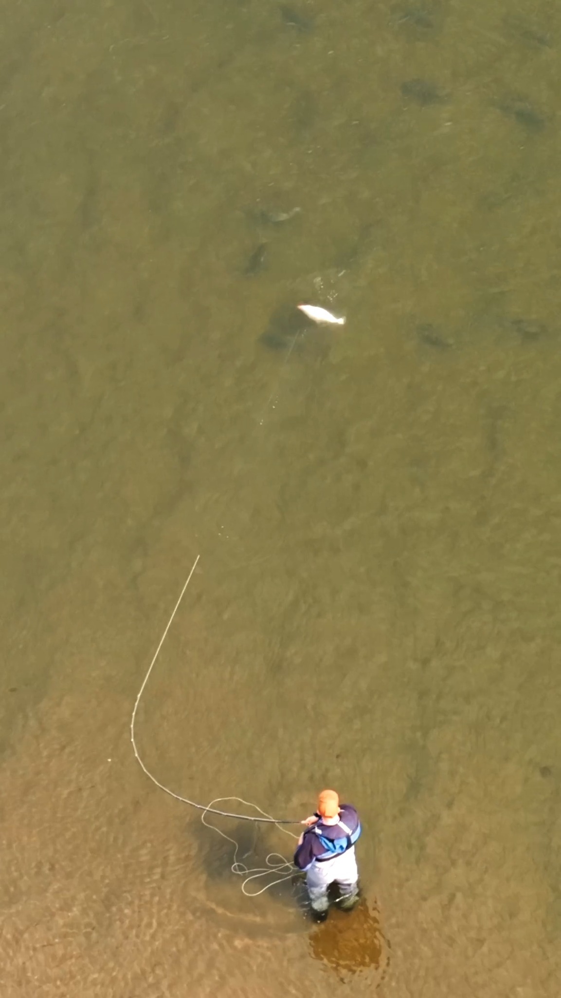 BIG Salmon Chase a Fly From Above 👀 #fishing #flyfishing #salmon #trout ...