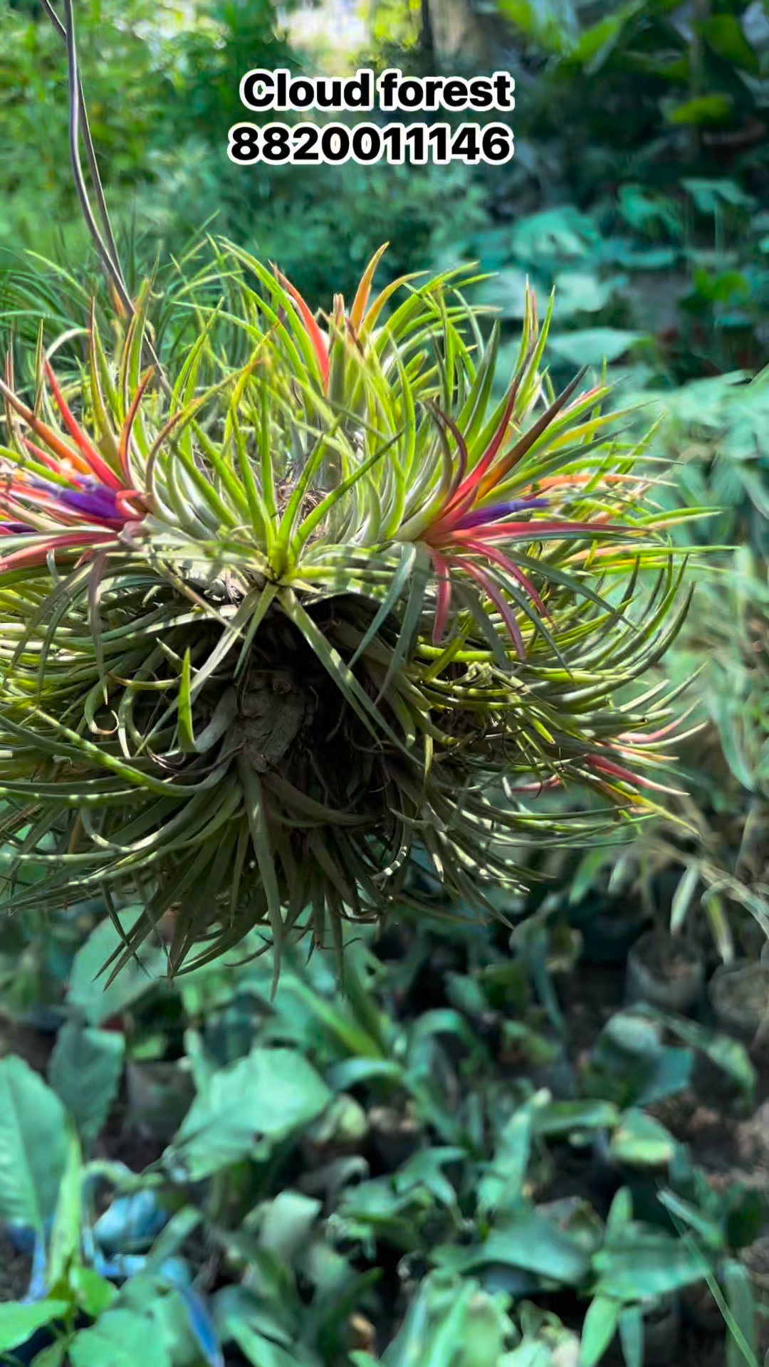 ✨Presenting Tillandsia big ball Cluster ✨ A stunning air plant