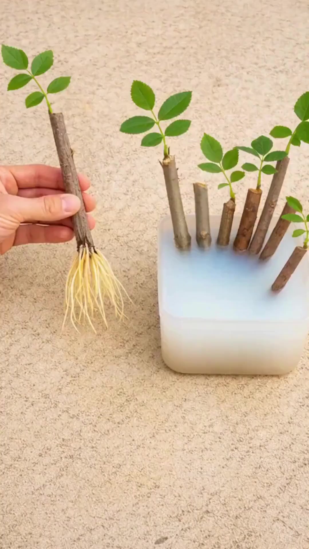 ANY PLANT AND BRANCH TAKES ROOTS (Quick technique without spending ...