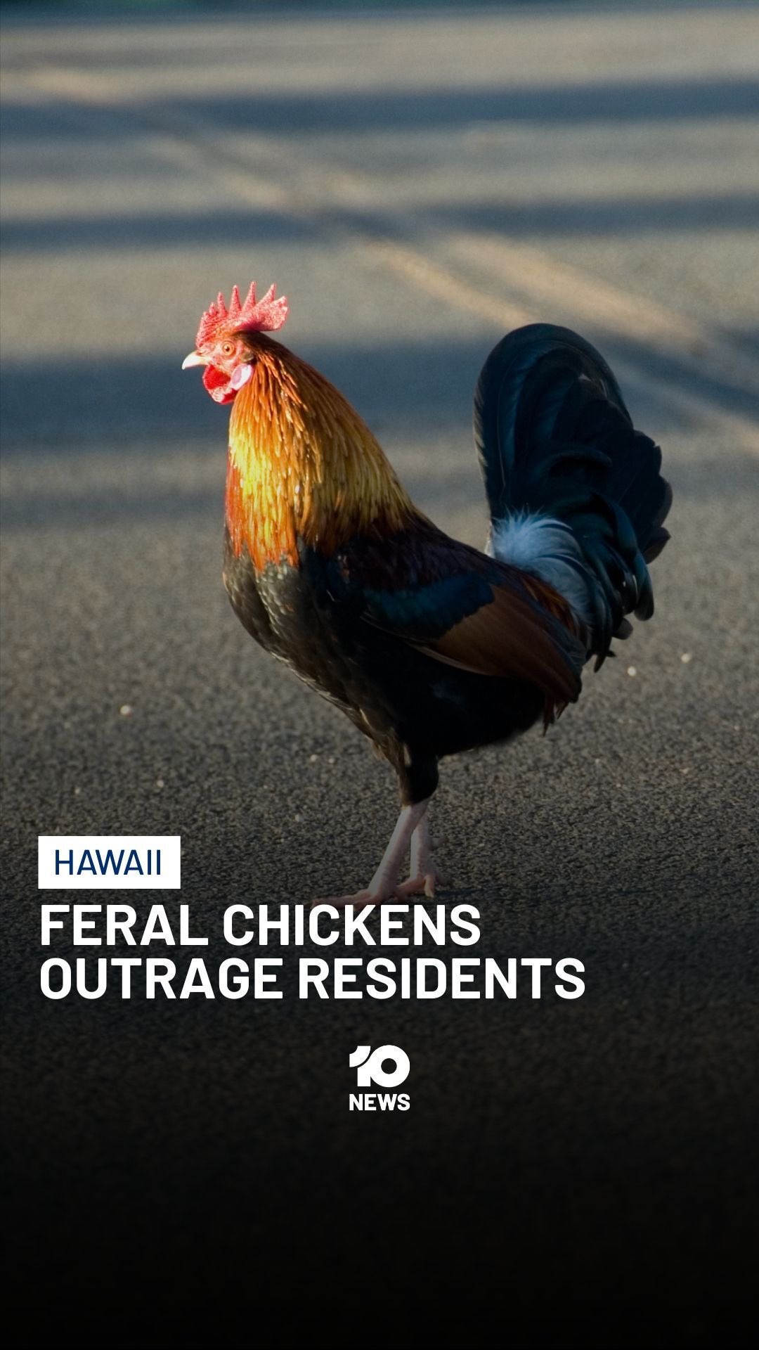 Feral chickens are ruffling feathers in Hawaii, waking up residents in ...
