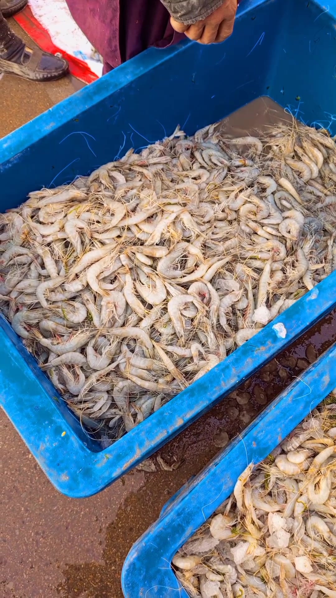 Small Size Shrimp Karachi Fish Market – Grill & Karahi Ke Liye Best ...