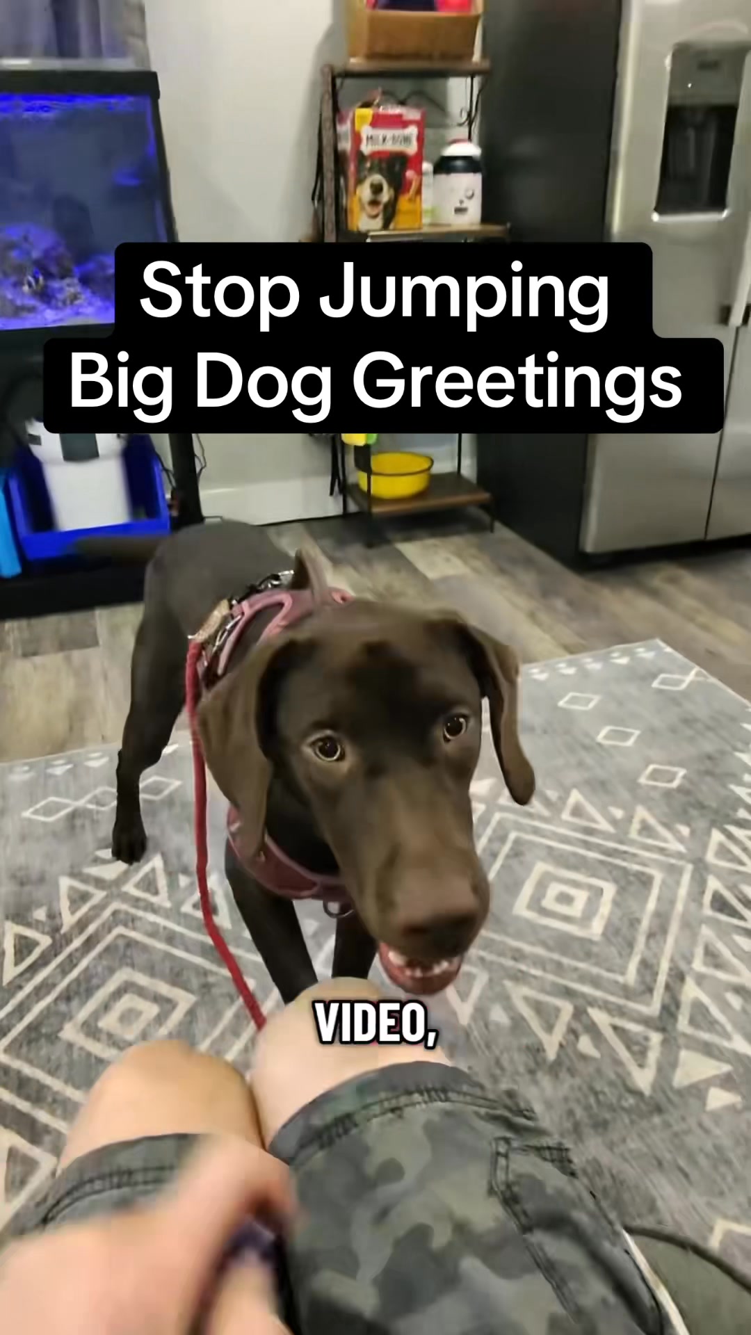 Stop Jumping Big Dog Greetings #dogtraining #dogobediencetraining # ...