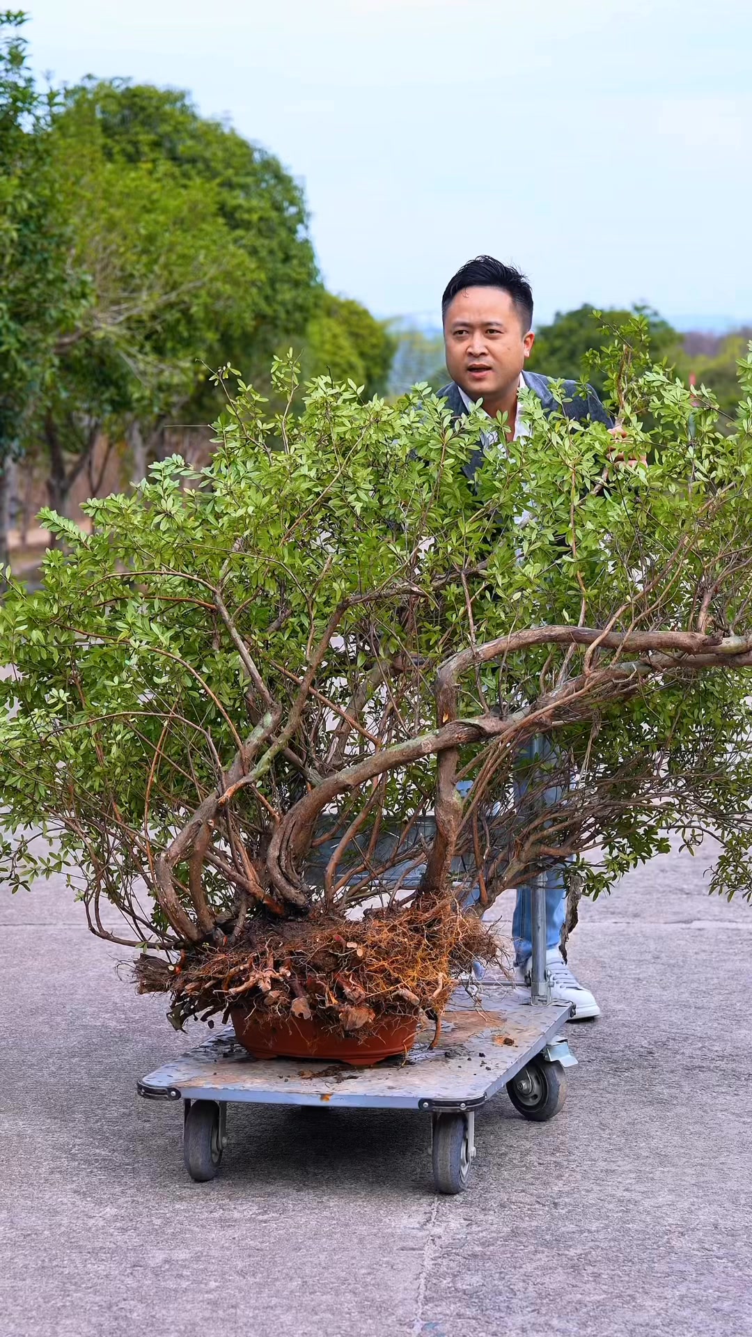 A wild rhododendron with waxy bark was cut in two and shaped into a ...