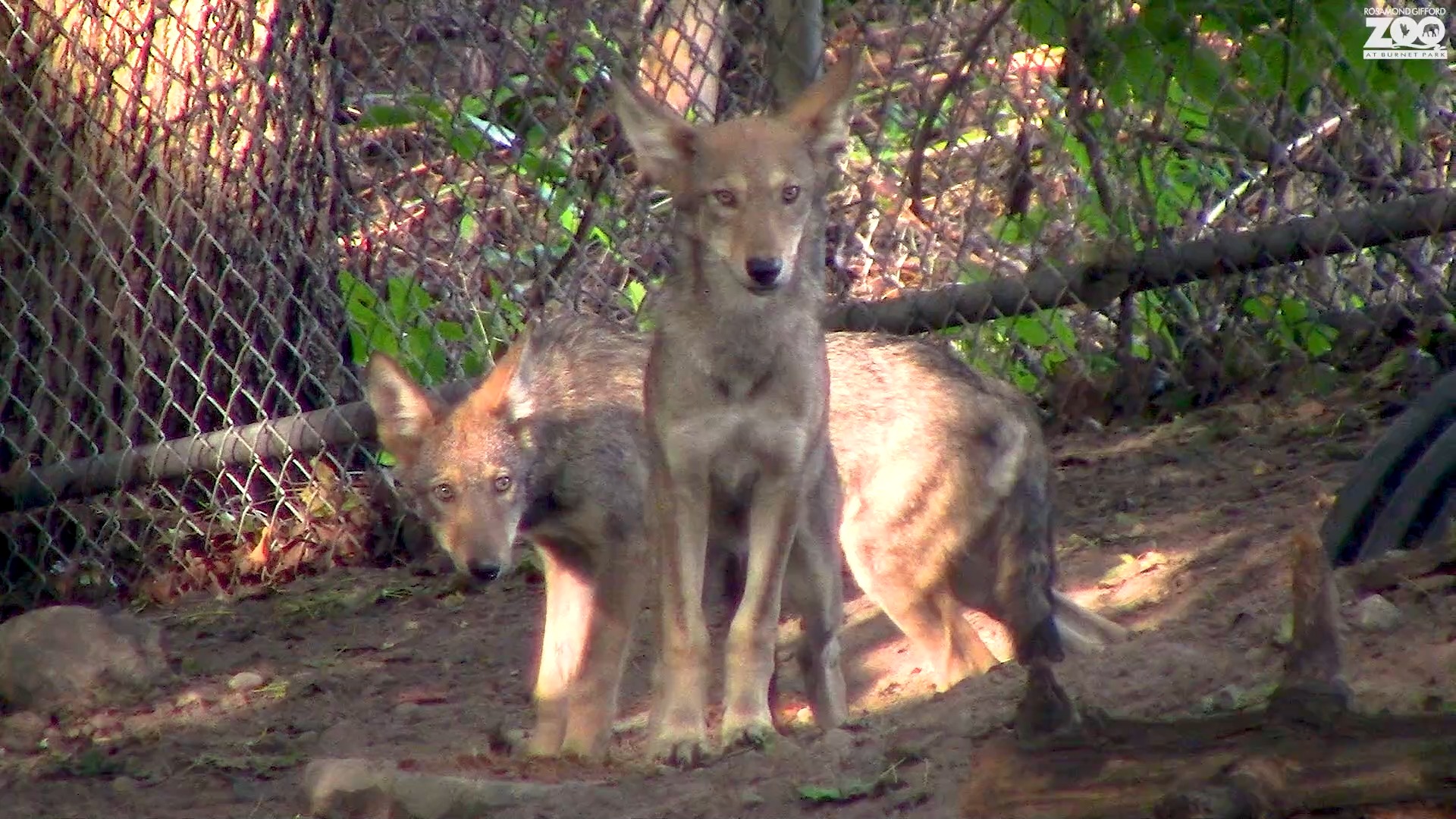 Some of the red wolf pups (and their parents) were very suspicious of ...
