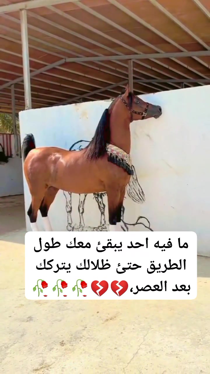 #مافيه احد يبقئ معك طول الطريق حتئ #ظلالك يتركك بعد العصر،💔💔🥀🥀🥀 #ذوووق ...