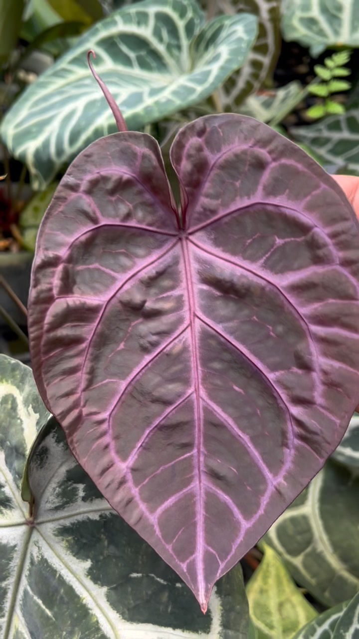 Anthurium Dorayaki Silver x SKG Pink Lemonade. It has the best of
